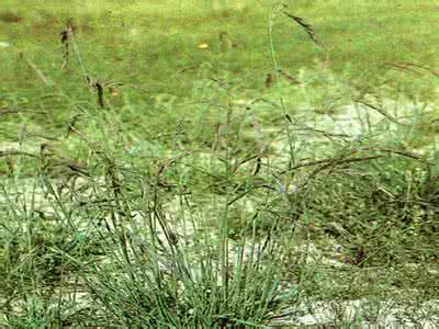 禾谷丝核菌 禾草丝核菌立枯病