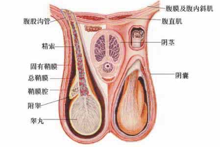 坐久了睾丸痛 警惕：久站伤睾丸 影响性生活：睾丸与性生活的关系