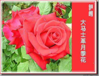 十二花神系列音乐 月月有花香(12花神音乐)