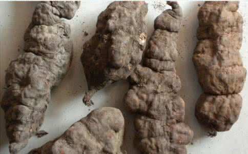 首乌泡酒的功效与作用 首乌的功效与作用及食用方法