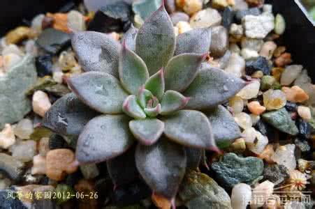 银天女 银天女Graptopetalum rusbyi的养护方法