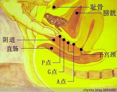 女性的敏感区 女性高度敏感区在哪