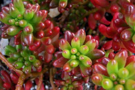 多肉植物虹之玉怎么养 【园艺】多肉植物虹之玉的养殖方法