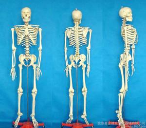 骨骼肌战栗的神经中枢 企业管理中的