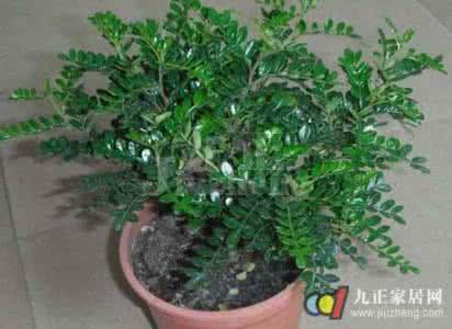 清香木放客厅会破财吗 清香木有毒吗