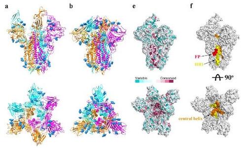转录需要解旋酶吗 中国科学家揭示寨卡病毒解旋酶晶体结构