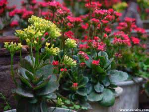 家庭养花大全配图 家庭养花大全（配图）六