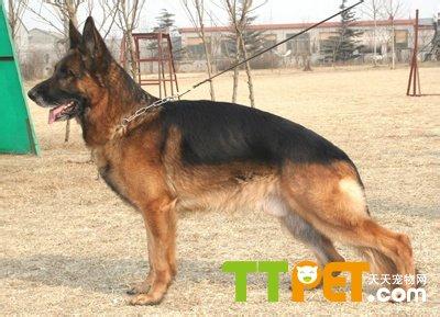 德国牧羊犬训练 德国牧羊犬早期调教和训练