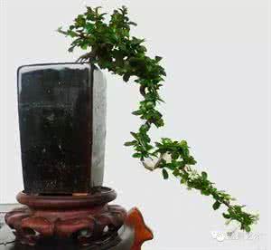 福建茶盆景图片大全 福建茶盆景●制作全过程