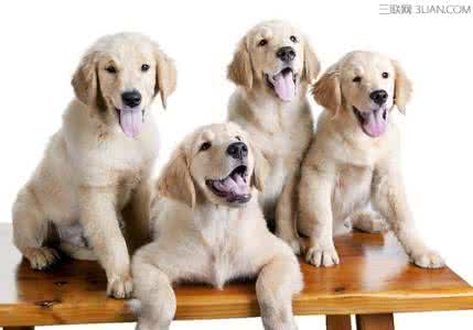 金毛犬幼犬多少钱 挑选金毛犬幼犬注意十要点