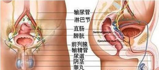 龟头长小红疙瘩 龟头上面长小红疙瘩 龟头上面长小红疙瘩是怎么引起的呢?