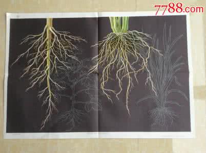 直根植物 直根