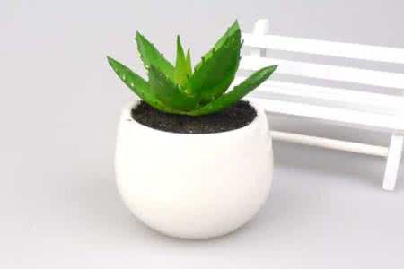 芦荟怎么养的好 如何养好芦荟？