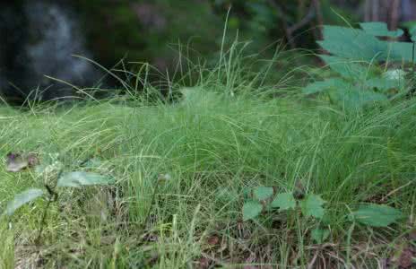 乌拉草床垫 乌拉草床垫 乌拉草的介绍 乌拉草床垫推荐