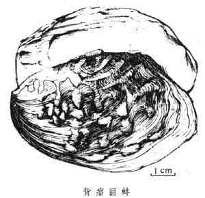 丽蚌草 丽蚌属