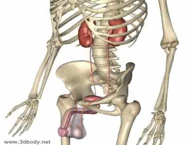 人体全身三维扫描仪 三维解剖