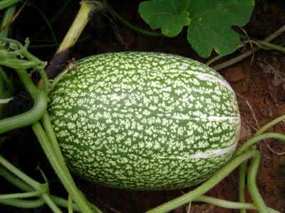 黑籽南瓜能吃吗 黑籽南瓜