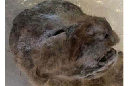 玉狮子万年青 考古学家发现冰冻万年狮子尸体 保存完整极罕见