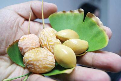 银杏果 银杏果药用价值 银杏果的药用价值 银杏果怎么吃比较好