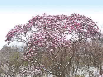 五月飞雪预示什么 五月飞雪预示什么 昆明五月飞雪 这个地方可赏雪花伴杜鹃美景