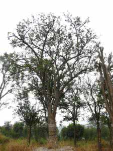 新移植香橼叶子发黄 香橼树为什么掉叶 香橼树移植