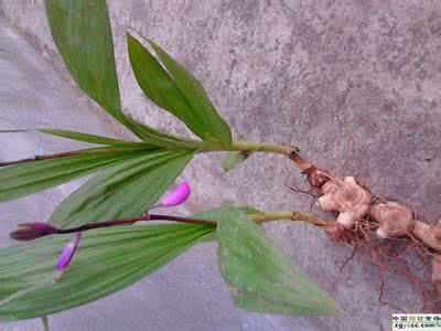 白芨的功效与作用图片 白芨的作用与功效 白芨图片_白芨的功效与作用