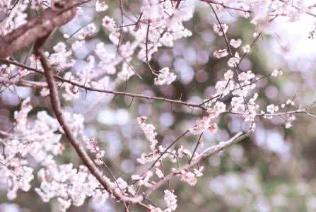 陌上花开古风图片 陌上花开.相思成风【情感美文】