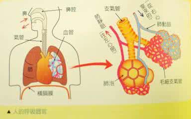 横膈膜还是横隔膜 横隔膜呼吸_横膈膜