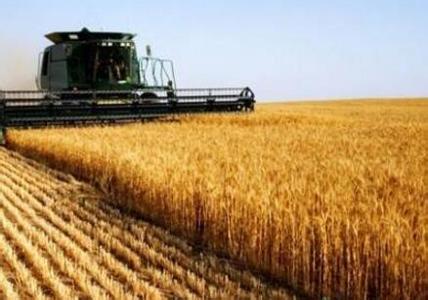 今年小麦价格 今年小麦收购价格 今年小麦价格是多少