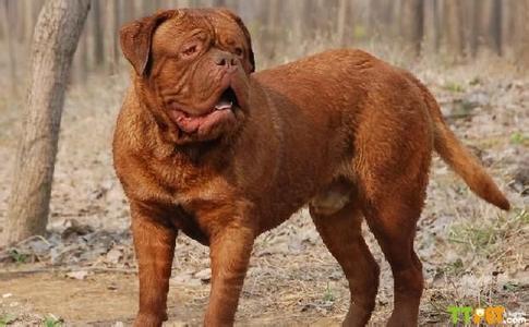 波尔多犬价格 波尔多犬价格 德国波尔多犬价格