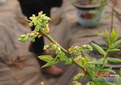 自花授粉的蓝莓品种 不用授粉树的蓝莓品种 蓝莓用授粉吗？