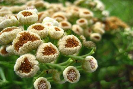 烟樨 樨 烟樨(中药材植物名:阔苞菊)(植物科目:菊科)