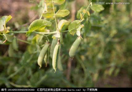 香豌豆的春天 春天，你必须吃豌豆的三个理由