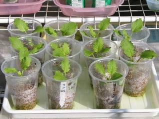 无框阳台 简易的杯瓶框盒等都是阳台农业最好材料 卓越电脑
