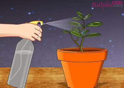 多肉植物幼苗 【园艺】漫画版多肉植物幼苗护理