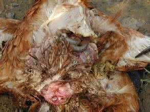 蛋鸡脱肛 蛋鸡脱肛的原因？