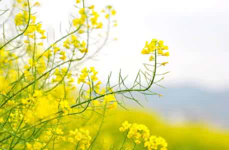 油菜花黄的像什么 油菜花黄灿灿