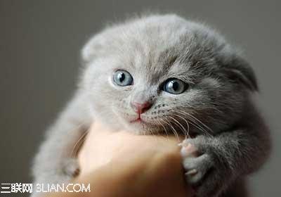 怎么训练猫咪的服从性 巧妙训练你的猫咪