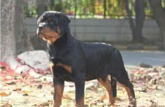 罗威纳犬打架厉害吗 罗威纳犬打架 罗威纳犬好打架吗,打架厉害吗?