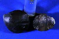 元贝驾考科目五 五房贝目