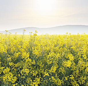 二十四节气英文表达 中国二十四节气的英文表达