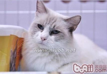 伯曼猫和布偶猫的区别 伯曼猫 伯曼猫和布偶猫如何辨别,怎么才能区分?