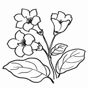 花朵简笔画 花的简笔画图片大全