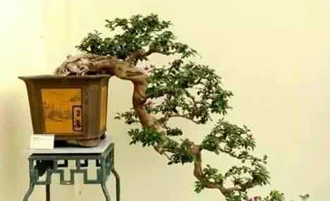 盆景制作方法 图文 （图文）学做盆景第五式--双杆示范