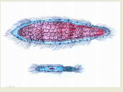 侧生动物 中生动物