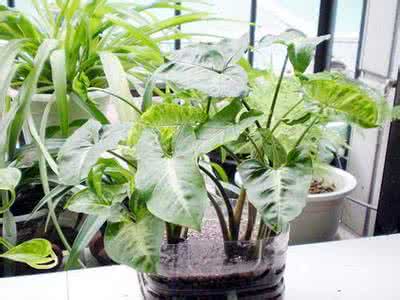 神奇的植物 五种放在室内会具有神奇效果植物