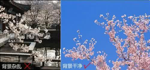 樱花秒速5厘米 秒速5厘米 春天必备樱花摄影技巧分享