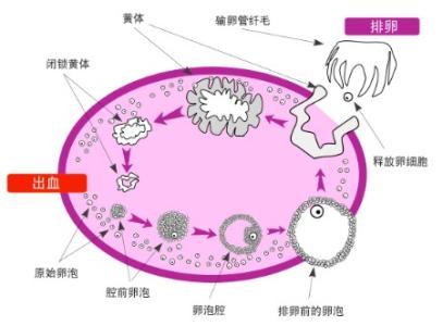 卵泡过多是什么原因 卵泡停止发育的原因是什么？