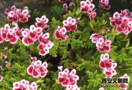 天竺葵的养殖方法 天竺葵的养殖方法 天竺葵的养殖方法-天竺葵的简介