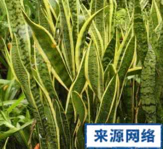 虎尾兰的功效与作用 虎尾兰的功效与作用 虎尾兰的养护